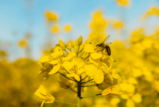 Nachhaltigkeit Biene auf Raps-Blüte in einem gelb blühenden Rapsfeld; Bild fotografiert von Emmeli M
